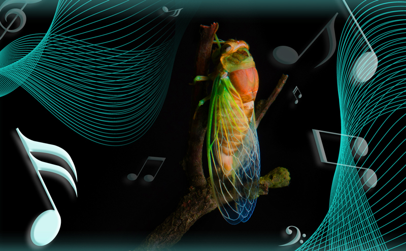 Cicada Serenades: Music, Mating, and Meaning | World Science Festival
